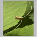 Nematopogon swammerdamella - Langfuehlermotte 01.jpg